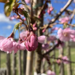 Prunus Accolade x 175-200 Vårkörsbär