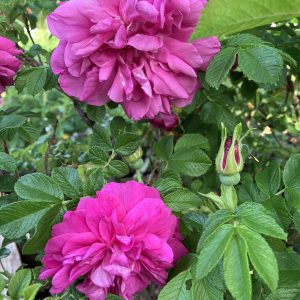 Rosa rugosa Gryts Bruk c5 Rugosaros
