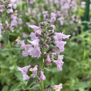 Nepeta Amelia p13 Kantnepeta