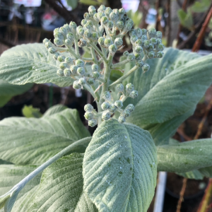 Sorbus aria Magnifica "6-8" Vitoxel