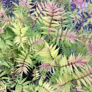 Sorbaria Sem c3,5 Liten Rönnspiraea