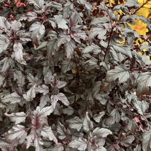 Physocarpus opulifolius Panther c6 Smällspiraea