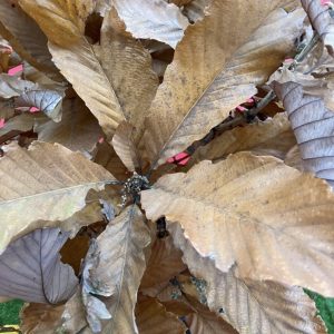 Quercus Pontica 50-60 co Armenisk Ek