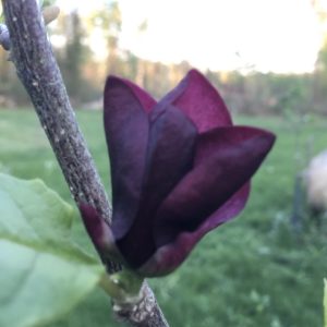 Magnolia Black Beauthy 100-120 c5