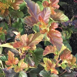 Physocarpus opulifolius Amber Jublié c3-c5 Smällspiraea