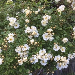 Rosa Lykkefund Honungsros