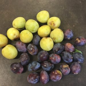 Prunus dom. Familjeplommonträd Victoria Czar Opal & Reine C