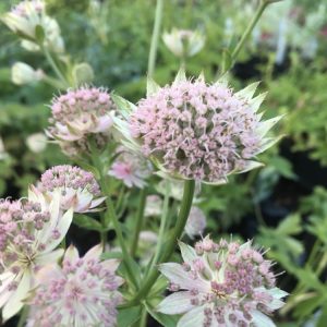 Astrantia major Florens p9