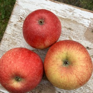 Malus dom. Aroma a2 Äpple 2 års träd.