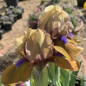 Iris ger. Gingerbread Man p9 Låg Skäggiris