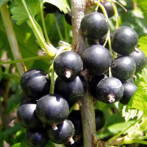 Ribes Josta Krusvinbär