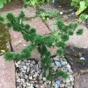 Larix Krejcii 15+ c5 Bisarr Lärk