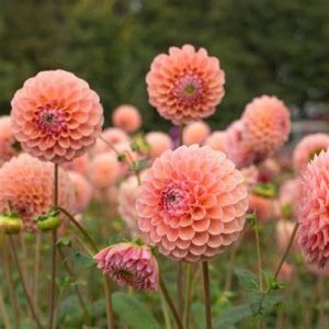 Dahlia Lindas Baby 1 pack