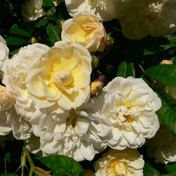 Rosa Lykkefund Honungsros Spakarps Plantskola rosa-lykkefund-honungsros-spakarps-plantskola