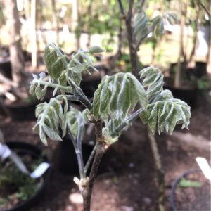 Maackia amurensis 30-40 c3 Maackia