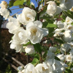 Malus Madonna 90-110stam Prydnadsapel