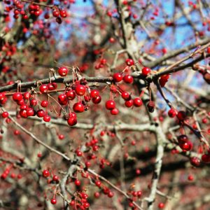 Malus toringoo var. Sargentii E c5 Bukettapel