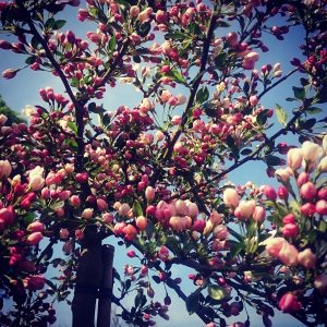 Malus sargentii Tina stam Dvärgbukettapel