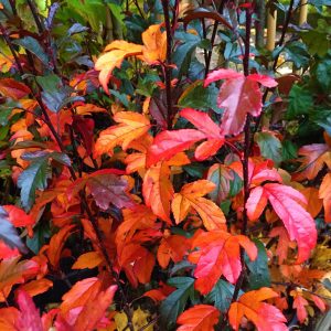 Malus toringoo Freja 175-200 co Rönnbärsapel