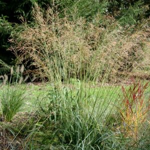 Molinia caerulea Transparent c2 Jättetåtel