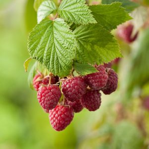 Rubus Mormorshallon c2 Trädgårdshallon