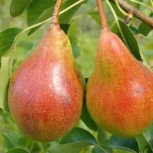 Pyrus Moskovskajja. Päron