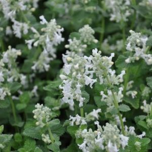Nepeta racemosa Snowflake p9 Bergnepeta/Kantnepeta