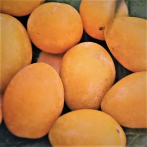 Prunus dom. Onega akval. Plommon