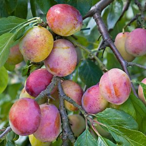 Prunus dom. Opal akval Rundplommon