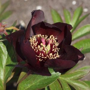 Paeonia Dark eye c3 Ithopion