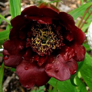 Paeonia delavayii Småbuskpion C3