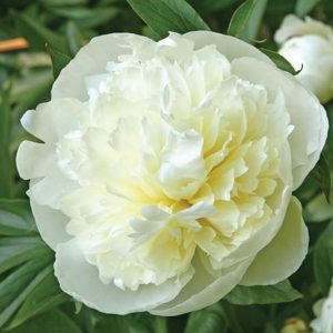 Paeonia Duchesse de Nemours c2,5 Luktpion