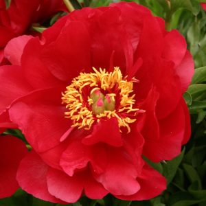Paeonia Joyce Ellen c2,5 Luktpion