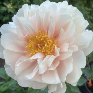 Paeonia Pastelegance co