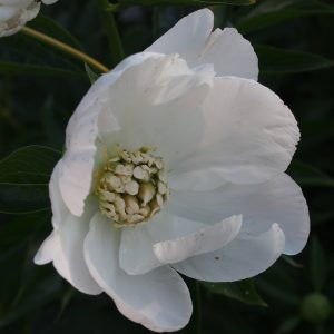 Paeonia White Innocense c3 Luktpion