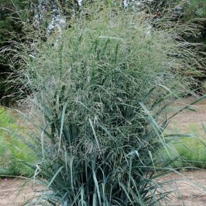 Panicum virg. Blue Fountains p15 Jungruhirs