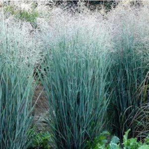 Panicum Heavy Metal c2 Jungfrugräs