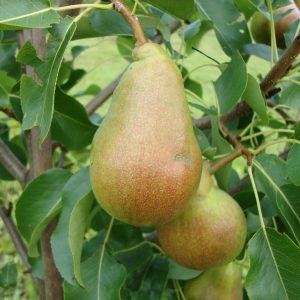 Pyrus Pepi cac Päron
