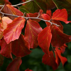Parrotia persica 80-100co Papegojbuske