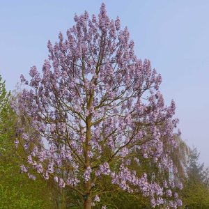 Paulownia fortuneii Fast Blue 175-200 Kejsarträd