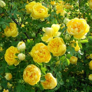 Rosa foetida Persiana c5 Persisk Gulros