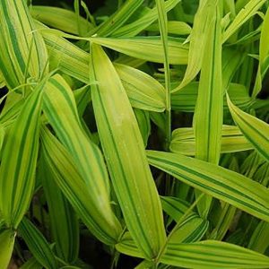 Pleioblastus viridistriatus Aureus p15 Gulstrimmig Grenbambu