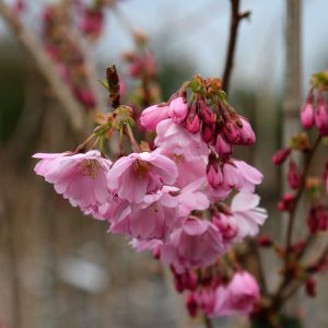 Prunus x Accolade stam 150 c10 Vårkörsbär