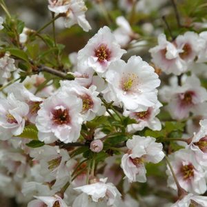 Prunus Hally Jollivet stam 150co Vårkörsbär