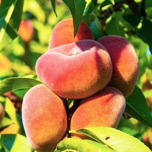 Prunus persica Paraguay Xato Donutpersika