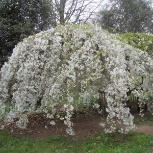 Prunus x yedoensis shidare Yoshino stam 220 co Hängande Tokyokörsbär