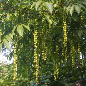 Pterocaraya rohifolia fk mustila 200-240 co