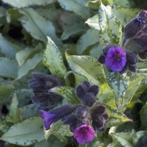 Pulmonaria Majestät p9 Lungört