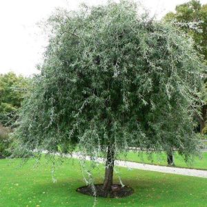 Pyrus salicifolia Pendula stam 180 Silverpäron