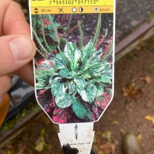 Plantago major variegata p9 Groblad
